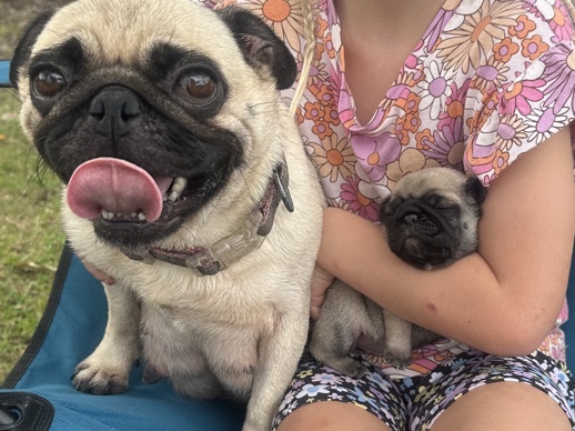 pure bred pug puppies