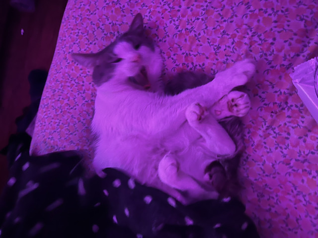 American Shorthair – Luke Needs A Home – Knox