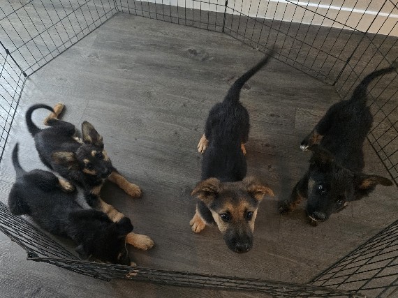 German Shepherd – German shepherd pups – Mesa