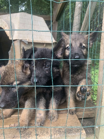 AKC registered German Shepherds