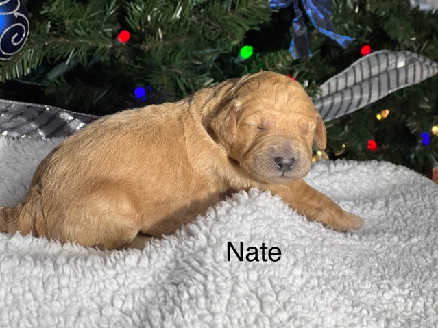 Nate