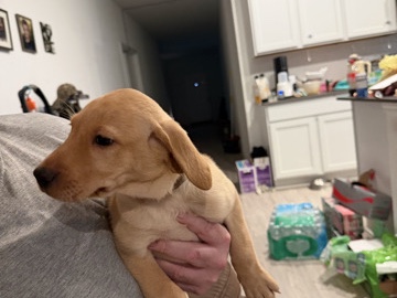 Labrador Retriever – full labrador retriever puppies – Leander