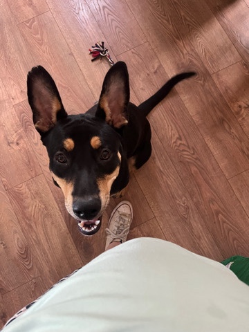 German Shepherd – Urgent rehome