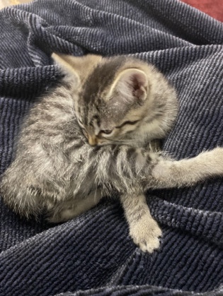 Russian White, Black and Tabby – kitten for sale