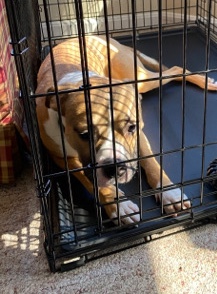 Boxer – 8 Month Boxer Pitt Mix