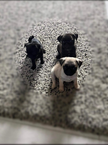 Pug – pug puppies for sale