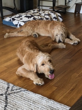 Poodle – golden doodles