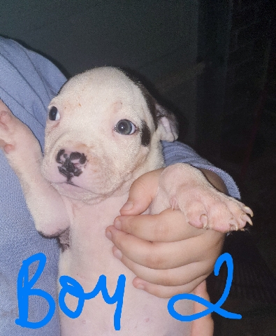 puppies