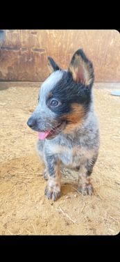 Australian Cattle Dog – blue heelers for sale