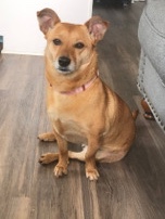 Dachshund – Honey