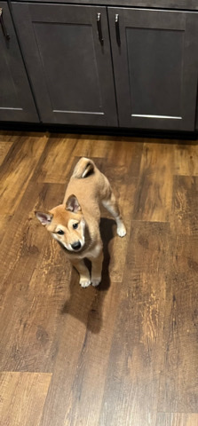Shiba Inu – shiba inu