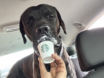 Cane Corso – temporary or permanent – Columbus
