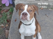 American Bulldog – tryna sell my dog – Little Rock