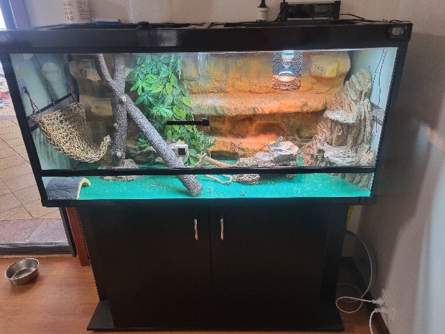 Lizard - bearded dragon  available for adoption in Modbury