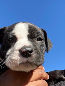 American Pit Bull Terrier – rehoming blue eye pit