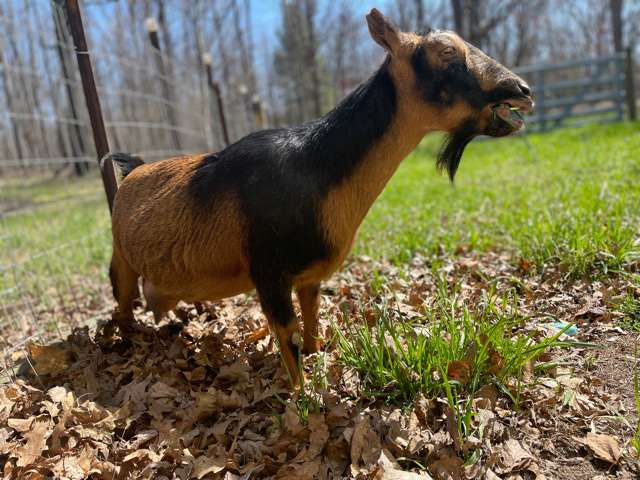 Nigerian Dwarf Goats