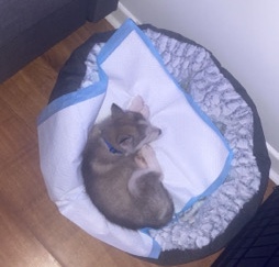Siberian Husky – Husky Puppy