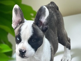 French Bulldog – 2/3 French Bulldog  and 1/3 Alaskan Klee Kai – Orland