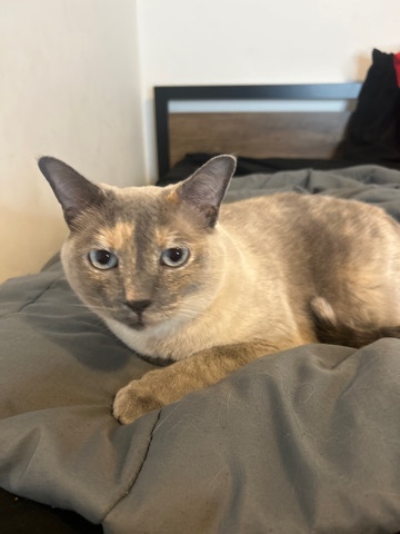 Siamese – Siamese cat for sell