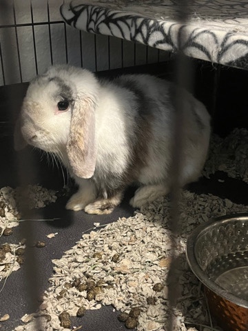 FREE Male Holland Lop for rehoming