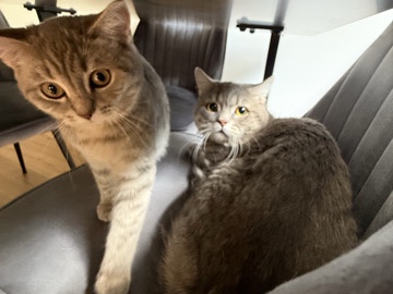 British Shorthair - bkh Katzen zum verkaufen  available for adoption in Frankfurt am Main