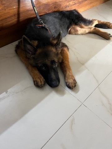 German Shepherd – Gabru
