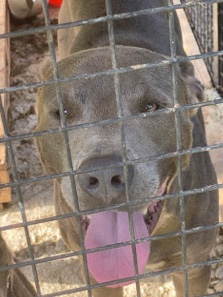 Blue Lacy – rocky 🐶🦴🐾