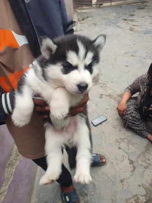Siberian Husky - Mr Rickee Sam available for adoption in New Delhi