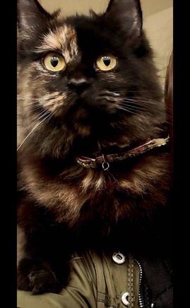 Maine Coon – maine **** and Persian mixed cat
