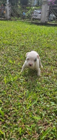 American Pit Bull Terrier – Adorable puppies seeking loving homes