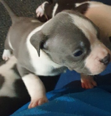 American Staffordshire Terrier – staffy puppies