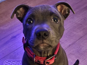 K.C. Registered Staffy Puppies