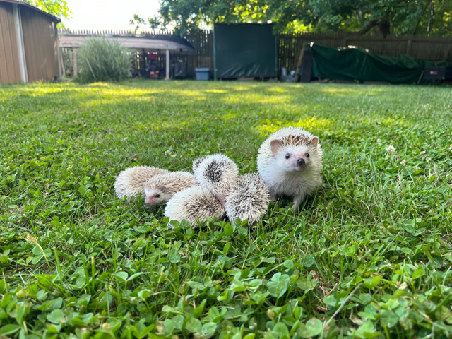 hedgehog – African Pygmy hedgehogs