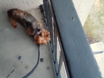 Yorkshire Terrier – Friendly 3-Year-Old female Yorkshire Terrier Available for Rehoming – Ormond Beach
