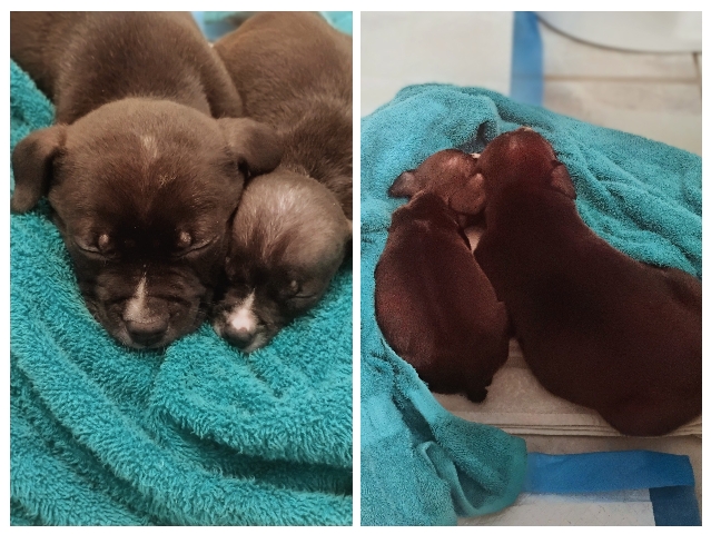 American Pit Bull Terrier – Brother & Sister American Pit Bull Terriers Available for Adoption in Pontiac – Pontiac