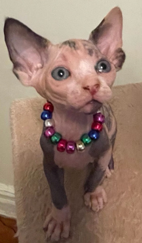 Sphynx – sphynx kitty