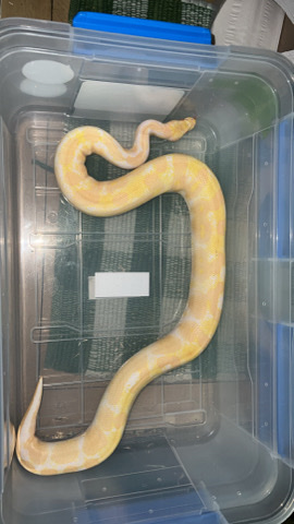 male albino