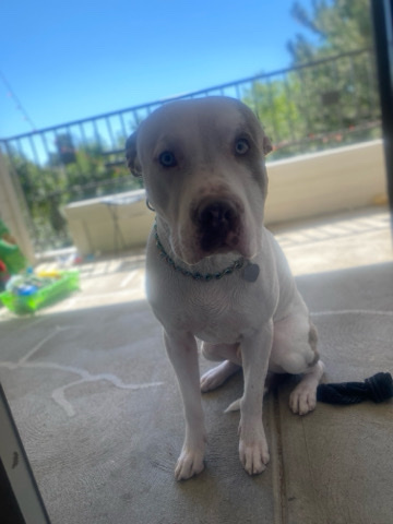 American Pit Bull Terrier – dog still needs a home