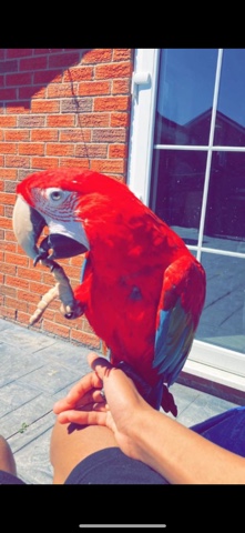 silly tame green wing macaw 