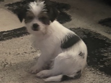 Maltese – free maltese puppy – East Saint Louis