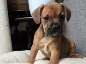 French Bulldog – Chiot mâle croisé – Braine-le-Château