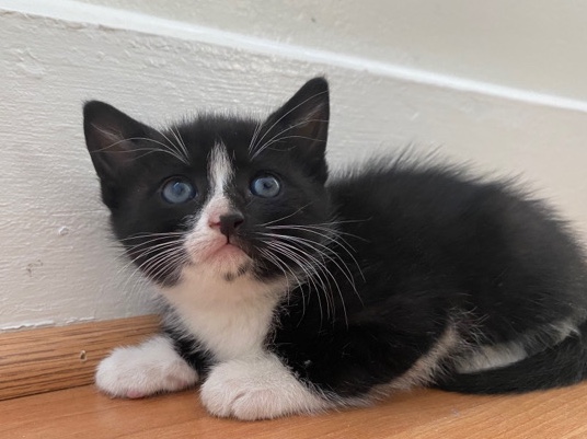 kitten for sale
