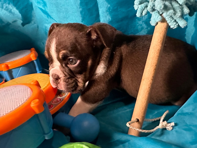 Bulldog – English bulldog pups available