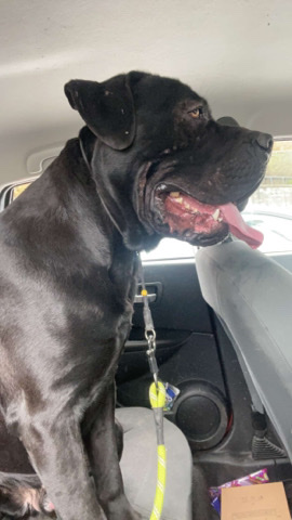 Cane Corso – cane corso