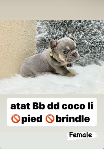 French Bulldog – Micro French Bulldog Pup