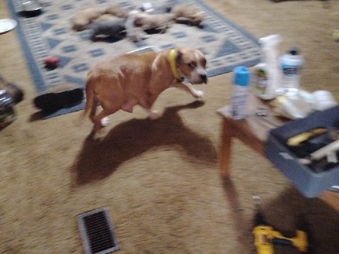 staffshire terrier mico bullies XL 