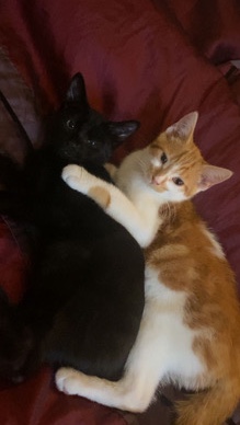 Bombay – 1 male and 1 female kitten