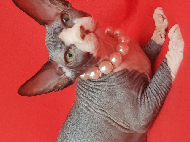 Sphynx – Amazing black kittens.