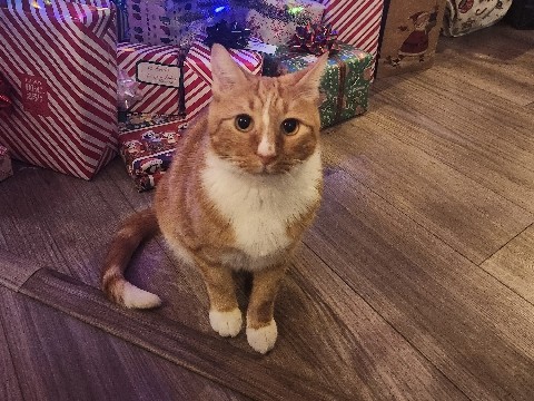 Russian White, Black and Tabby – Rehome Cat – Greenwood Village