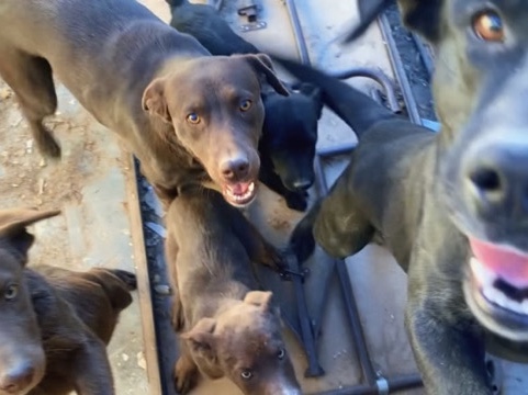 Labrador Retriever - Labs  available for adoption in Victorville